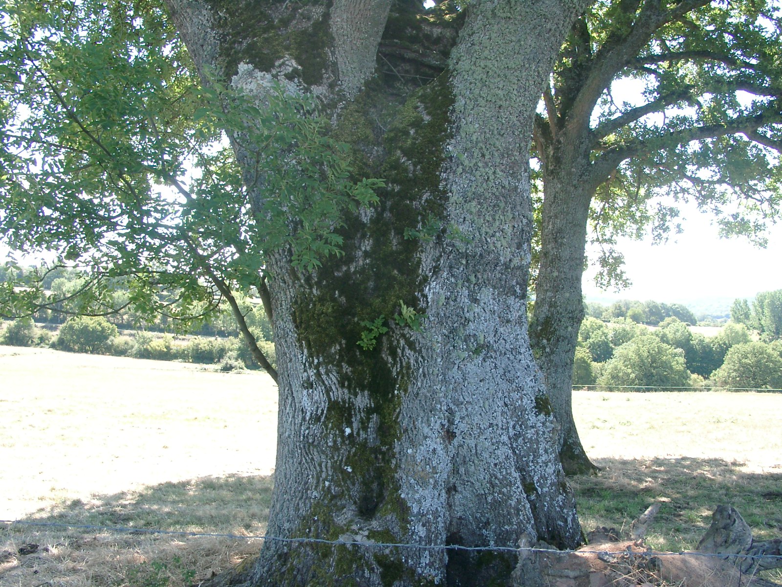 Frêne de Rouvray Patrimoine du Morvan