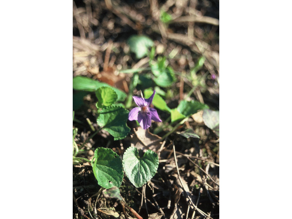 Violette hérissée | Patrimoine du Morvan