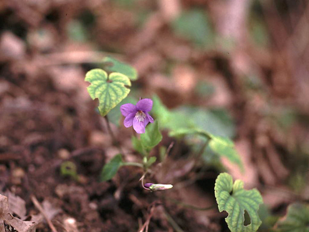 Violette des bois - Violette de rivin | Patrimoine du Morvan