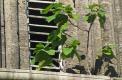 Un arbre exotique qui écoute les cloches sonner.( © M Olivier Thiébaut (PNRM) )