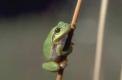 La rainette verte est une grenouille arboricole