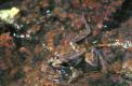 La grenouille agile fréquente les petits ruisseaux forestiers