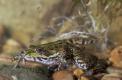 Grenouille verte en plongée