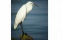 Aigrette garzette 0803 3