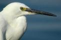 Aigrette garzette 0803 portrait