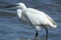 Aigrette garzette à la pêche 0803 2