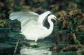 Aigrette garzette