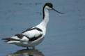 Avocette adulte