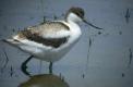 Avocette juv