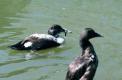 Couple d'eider à duvet