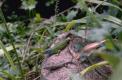 Le lézard vert est le plus grand de nos lézards