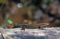 Le lézard vivipare habite les tourbières et les lieux humides