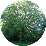 L'arbre est imposant en bord de chemin, et développe une ramure très étalée.( © M Olivier Thiébaut (PNRM) )