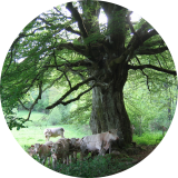 Détail du tronc : les vaches se mettent à l'abri sous l'arbre.( © Mme Laurence Gadrey )