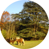 Un cèdre majestueux pour le plus grand plaisir des chevaux.( © Mme Chantal Samsoen Joubert )