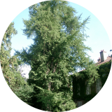 L'arbre aux milles écus, un survivant de la préhistoire.( © M Olivier Thiébaut (PNRM) )