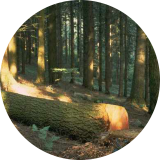 Forêt de Douglas ( © Alain Millot )